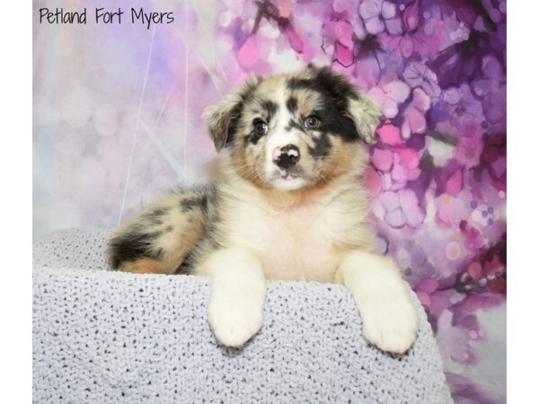 Standard Australian Shepherd DOG Male Blue Merle 20668 Petland Fort Myers, Florida