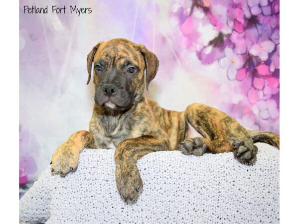 Bullmastiff DOG Male Brindle 20667 Petland Fort Myers, Florida