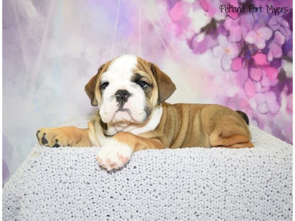 English Bulldog DOG Male Red Brindle 20665 Petland Fort Myers, Florida