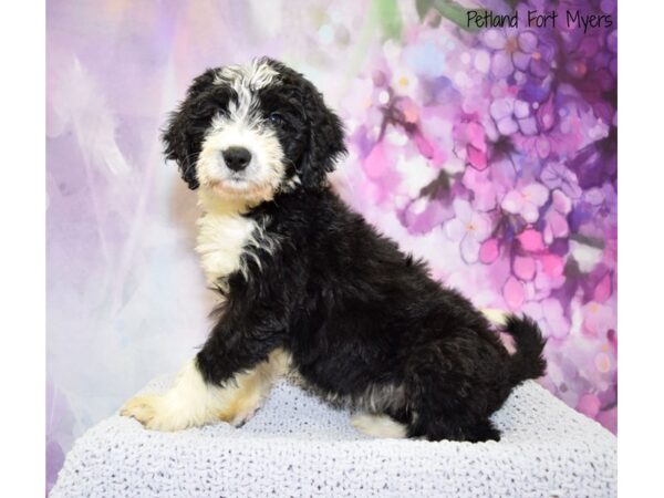 Bernie Doodle DOG Female Black & White 20664 Petland Fort Myers, Florida