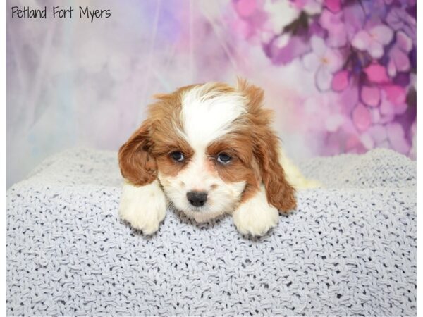 Cava Poo DOG Female Red & White 20715 Petland Fort Myers, Florida