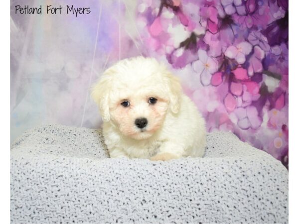 Bichon Frise DOG Male White 20714 Petland Fort Myers, Florida