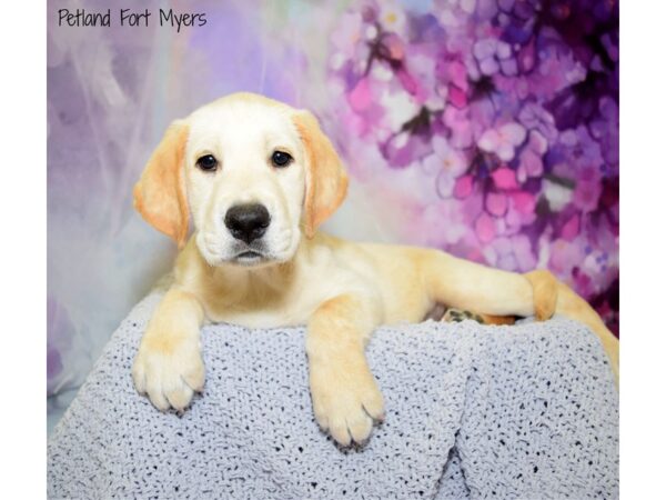 Labrador Retriever DOG Male Yellow 20713 Petland Fort Myers, Florida