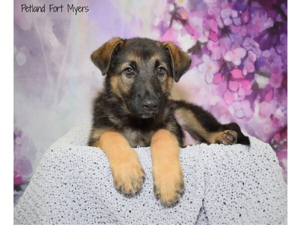 German Shepherd DOG Male Black & Tan 20712 Petland Fort Myers, Florida