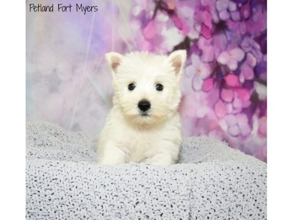 West Highland White Terrier DOG Male White 20711 Petland Fort Myers, Florida