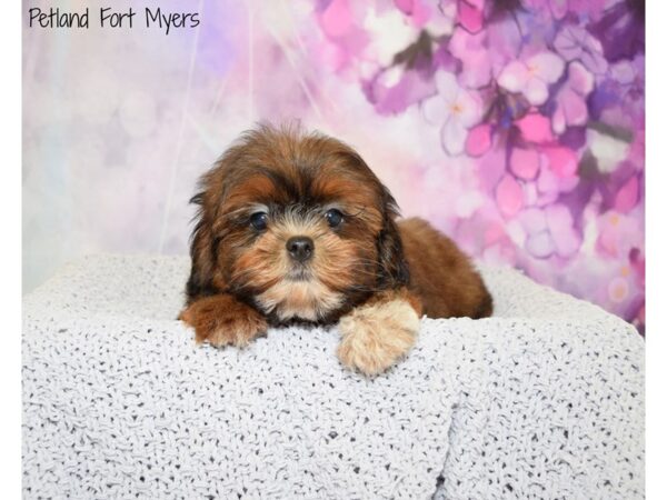 Shih-Poo (Shih Tzu/Poodle) DOG Male Sable/ White Markings 20710 Petland Fort Myers, Florida