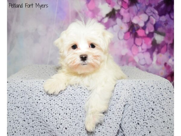 Maltese DOG Male White 20709 Petland Fort Myers, Florida