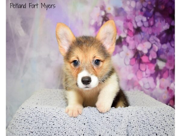 Pembroke Welsh Corgi DOG Female Tri-Colored 20708 Petland Fort Myers, Florida