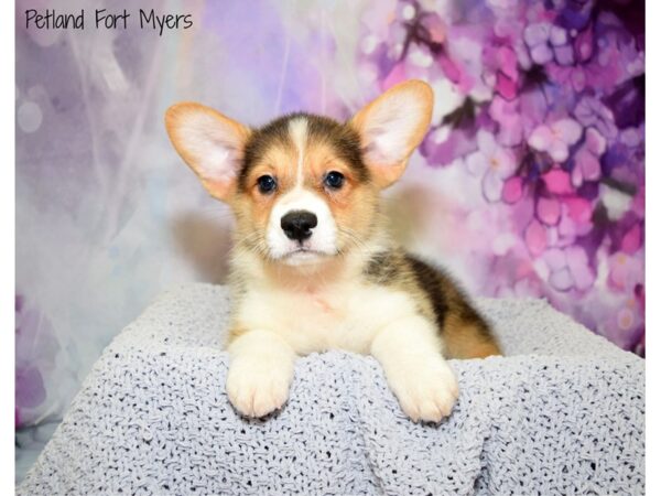 Pembroke Welsh Corgi DOG Male Tri-Colored 20707 Petland Fort Myers, Florida