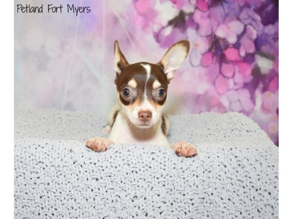 Chihuahua DOG Male Chocolate & White 20662 Petland Fort Myers, Florida