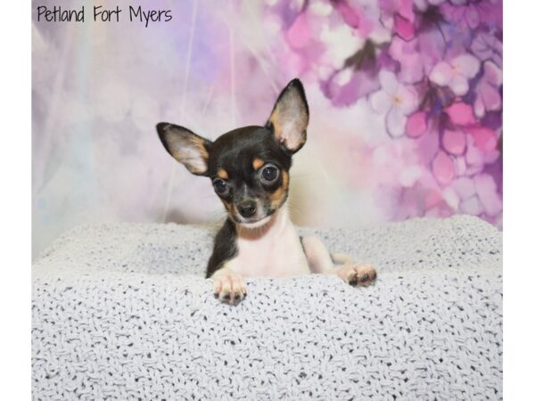 Chihuahua DOG Female Tri 20661 Petland Fort Myers, Florida