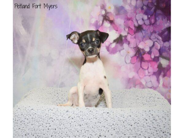 Chihuahua DOG Male Tri 20660 Petland Fort Myers, Florida