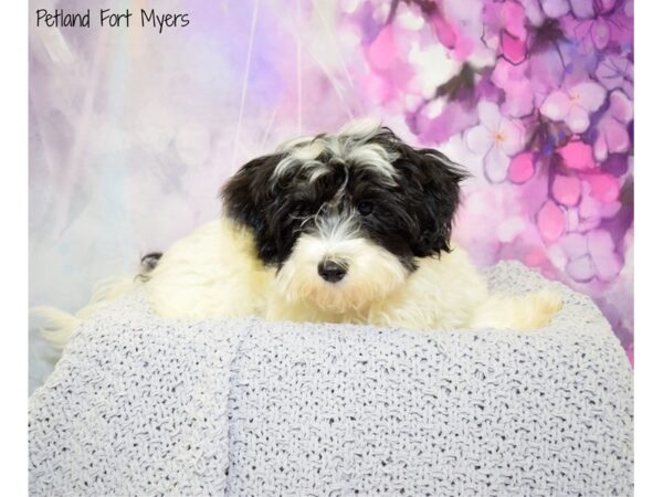 Coton De Tulear-DOG-Male-Black & White-20553-Petland Fort Myers, Florida