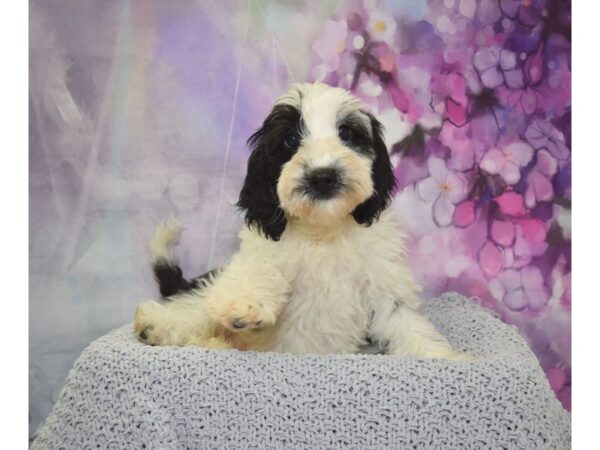 Goldendoodle Mini DOG Female Black & White Parti 20610 Petland Fort Myers, Florida