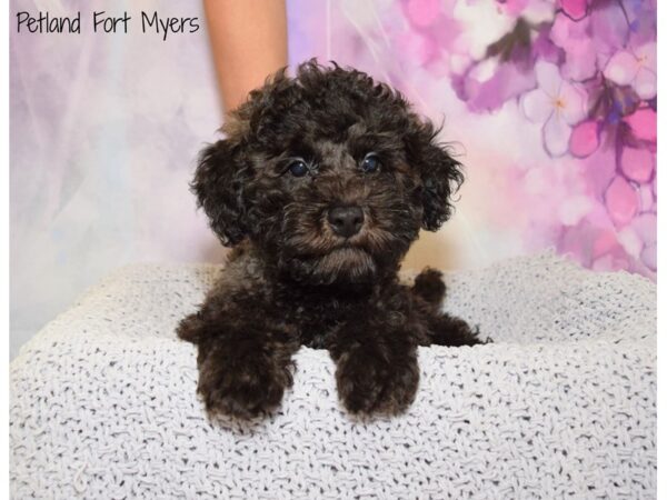 Miniature Poodle DOG Male Black 20655 Petland Fort Myers, Florida