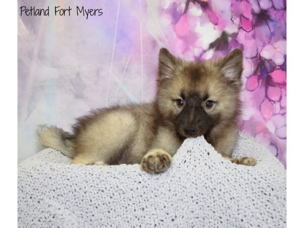 Keeshond DOG Male Silver Sable 20647 Petland Fort Myers, Florida