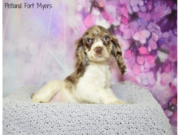 Cocker Spaniel DOG Female Chocolate Merle 20642 Petland Fort Myers, Florida