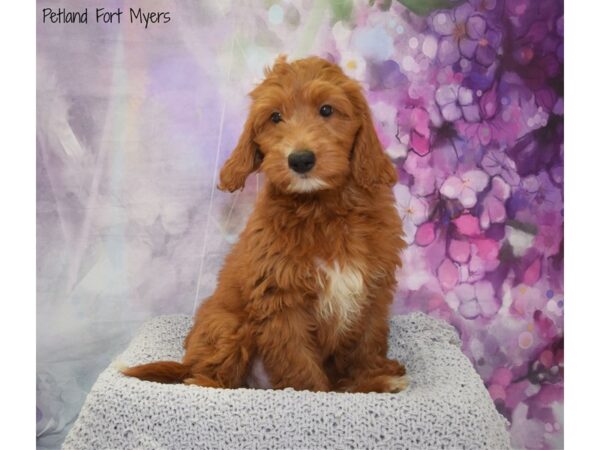 Miniature Goldendoodle DOG Male Red 20620 Petland Fort Myers, Florida