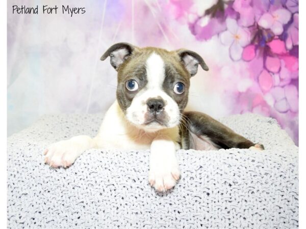 Boston Terrier DOG Male Black & White 20716 Petland Fort Myers, Florida