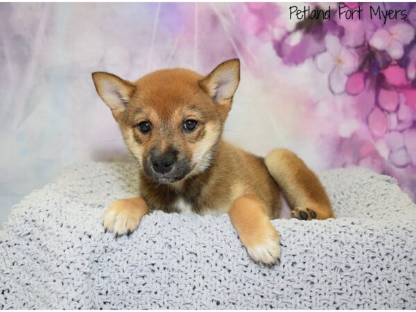 Shiba Inu-DOG-Female-Red-20722-Petland Fort Myers, Florida