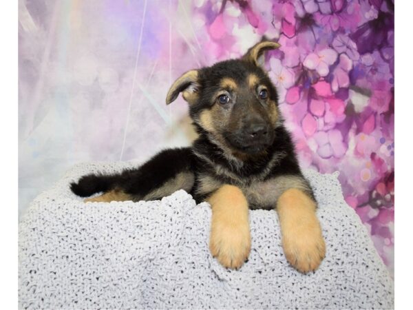 German Shepherd DOG Female Black & Tan 20721 Petland Fort Myers, Florida