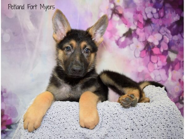 German Shepherd DOG Male Black & Tan 20720 Petland Fort Myers, Florida