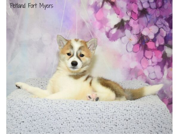 Shiba Inu DOG Male Red Sesame & White, pnto 20719 Petland Fort Myers, Florida