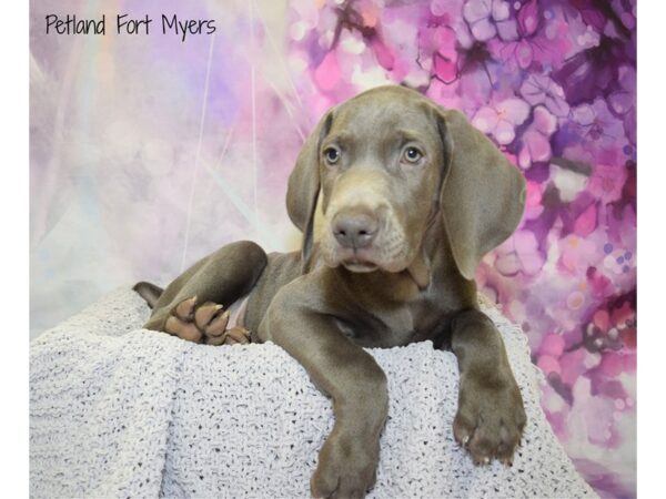 Weimaraner DOG Male Blue 20718 Petland Fort Myers, Florida