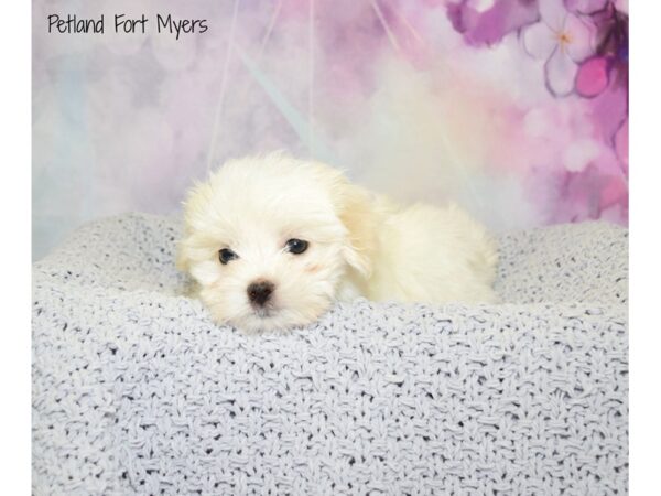 Maltese DOG Female White 20717 Petland Fort Myers, Florida