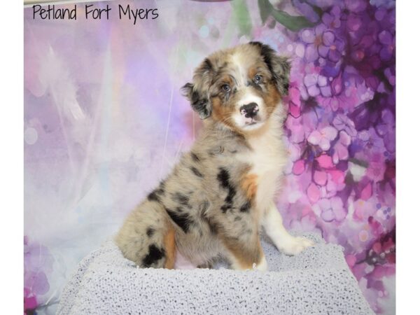 Standard Australian Shepherd DOG Male Blue Merle 20669 Petland Fort Myers, Florida