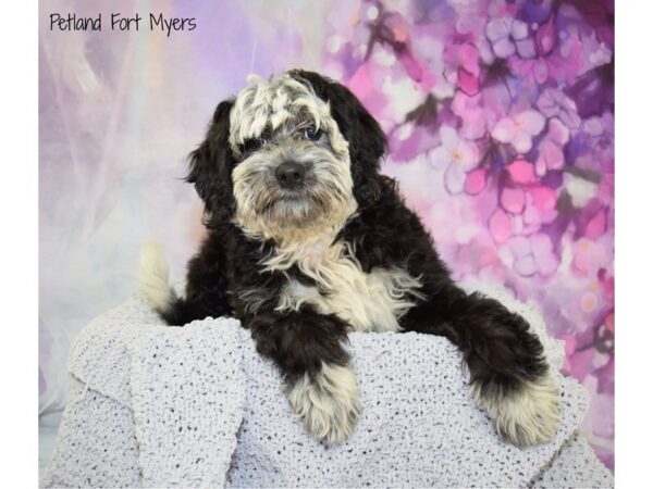 Miniature Bernadoodle DOG Female Black & White 20646 Petland Fort Myers, Florida