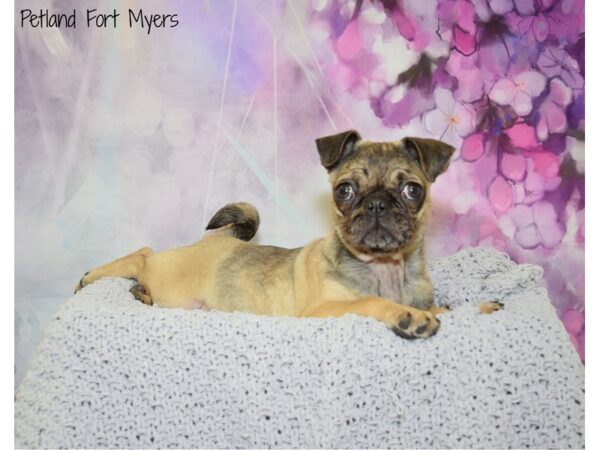 Pug DOG Female Fawn Merle 20580 Petland Fort Myers, Florida