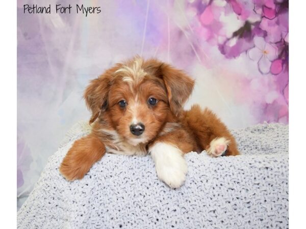 Aussie Poo DOG Male Red & White 20748 Petland Fort Myers, Florida