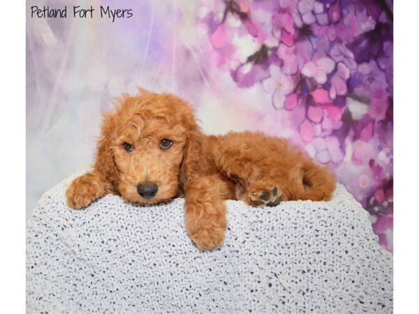 Goldendoodle 2nd Gen DOG Male Red 20747 Petland Fort Myers, Florida