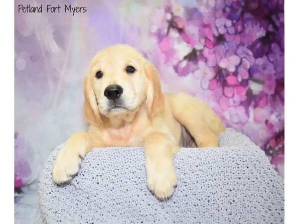 Golden Retriever DOG Male Golden 20746 Petland Fort Myers, Florida