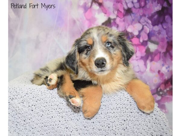 Miniature Australian Shepherd DOG Male Blue Merle 20745 Petland Fort Myers, Florida