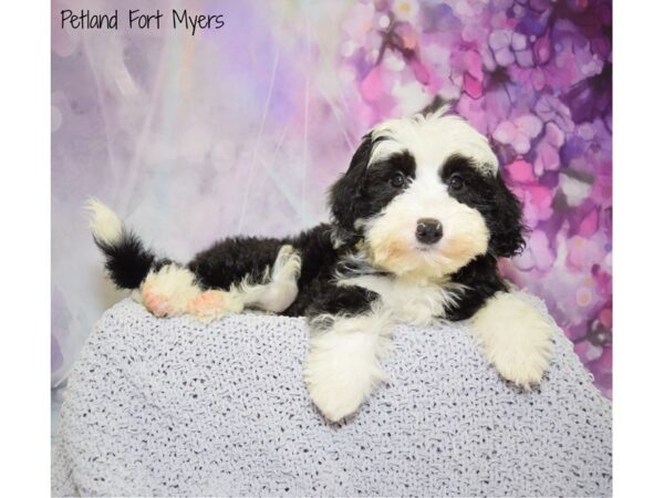 Sheepadoodle DOG Female Black & White 20744 Petland Fort Myers, Florida