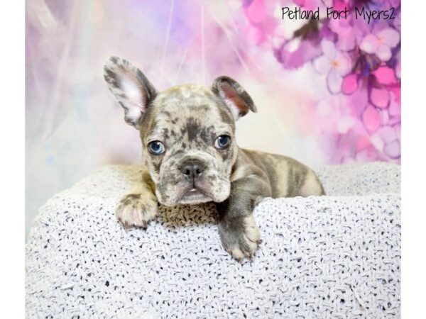 French Bulldog DOG Male Blue Merle 20743 Petland Fort Myers, Florida