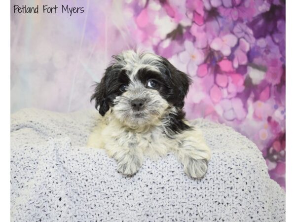 Coton De Tulear DOG Female Black & White 20740 Petland Fort Myers, Florida