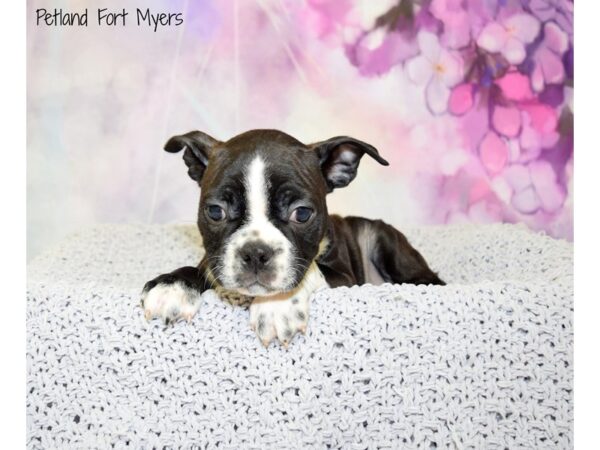 Boston Terrier DOG Male Black & White 20739 Petland Fort Myers, Florida