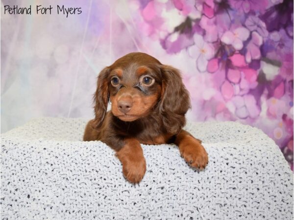 Dachshund DOG Female Chocolate & Tan 20738 Petland Fort Myers, Florida