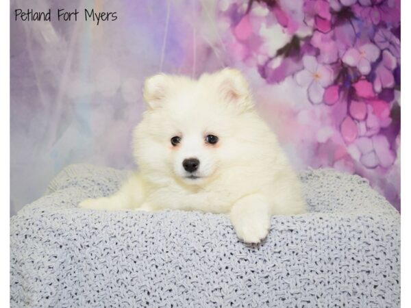 American Eskimo DOG Male White 20737 Petland Fort Myers, Florida