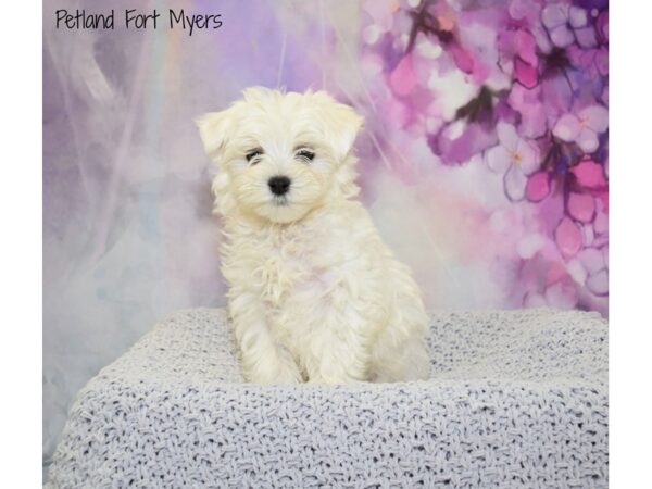 Maltese DOG Male White 20736 Petland Fort Myers, Florida