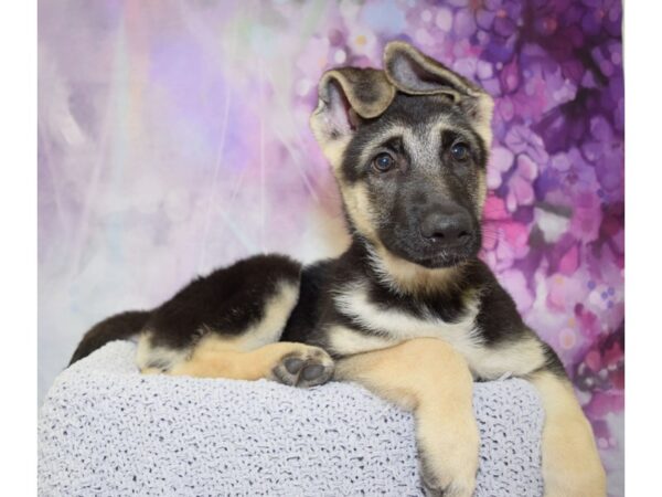 German Shepherd DOG Female Black & Tan 20734 Petland Fort Myers, Florida