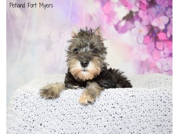 Miniature Schnauzer DOG Female Black 20733 Petland Fort Myers, Florida