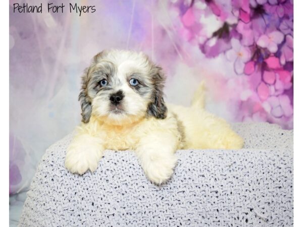 Pekingese/Poodle DOG Female Grey & White 20732 Petland Fort Myers, Florida