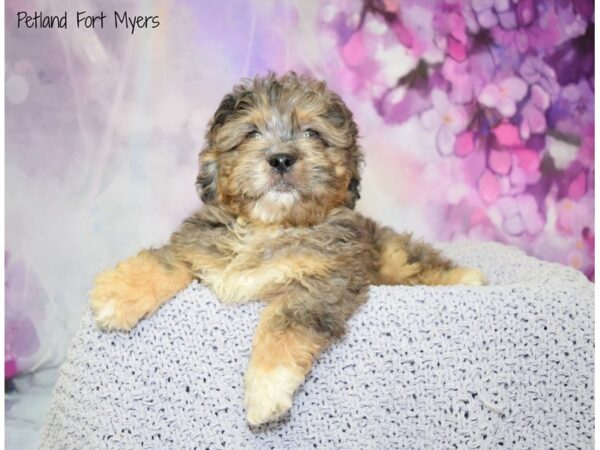 Pekingese/Poodle-DOG-Male-Blue Merle-20731-Petland Fort Myers, Florida