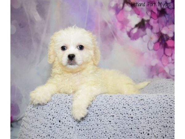 Pekingese/Poodle DOG Male Cream 20730 Petland Fort Myers, Florida