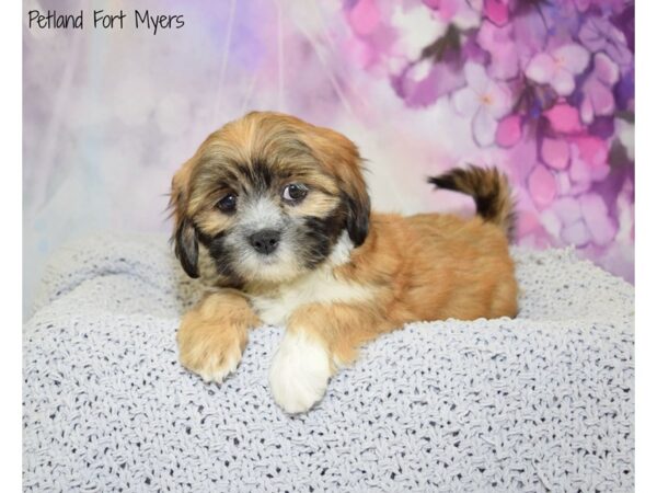 Lhasa Apso DOG Female Gold 20729 Petland Fort Myers, Florida