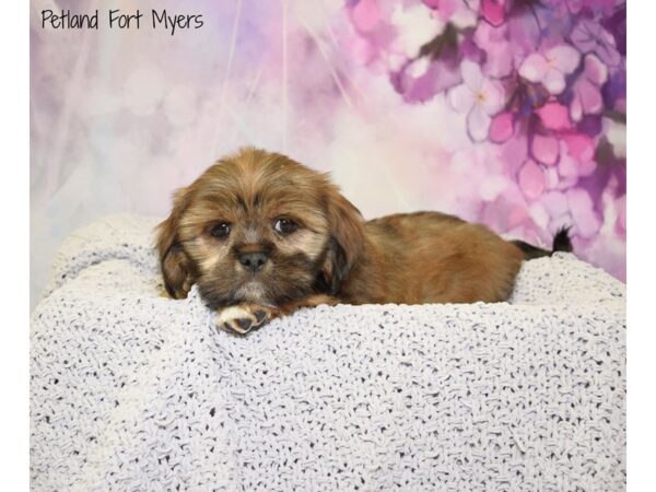 Lhasa Apso DOG Male Gold 20728 Petland Fort Myers, Florida